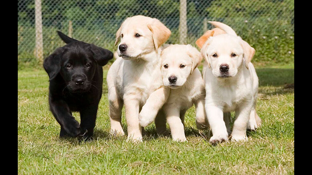 From Puppy To A Trained Guide Dog