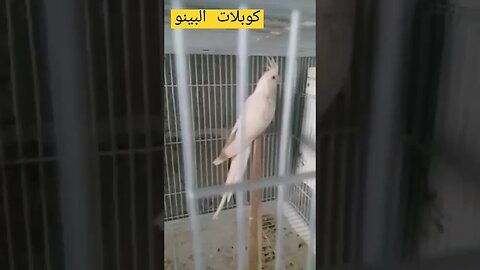 كوبلات ألبينو كالوبسيت كيوت روعة