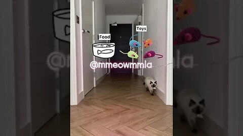 PLAYING CAT VIDEO MEAWWW
