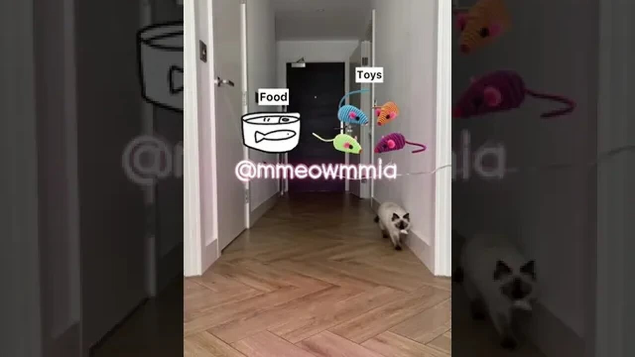 PLAYING CAT VIDEO MEAWWW