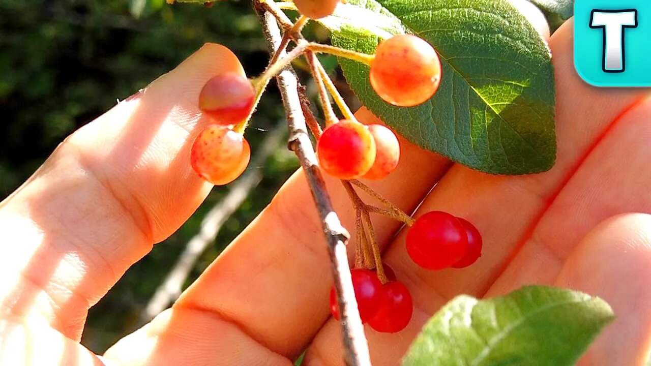 The Cherry that can KILL You | Fruits You've Never Heard Of | Bitter Cherry