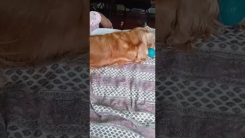 #dogshow , #animals , #dogs , #shorts