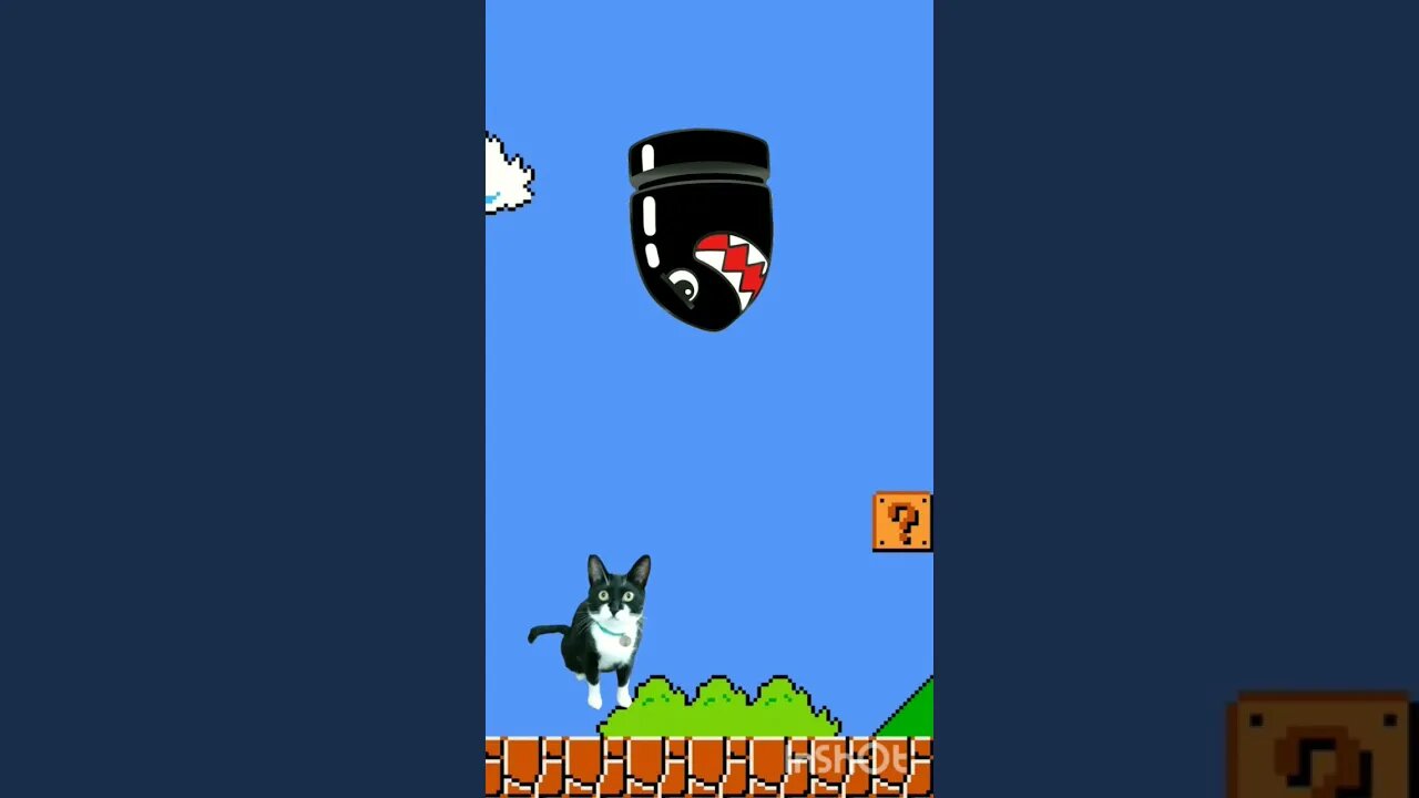 Gato jogando Videogame. Gato Bartolomeu Tunico 😺