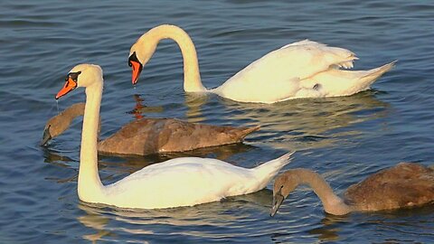 Mute Swan Family with Six Big Cygnets