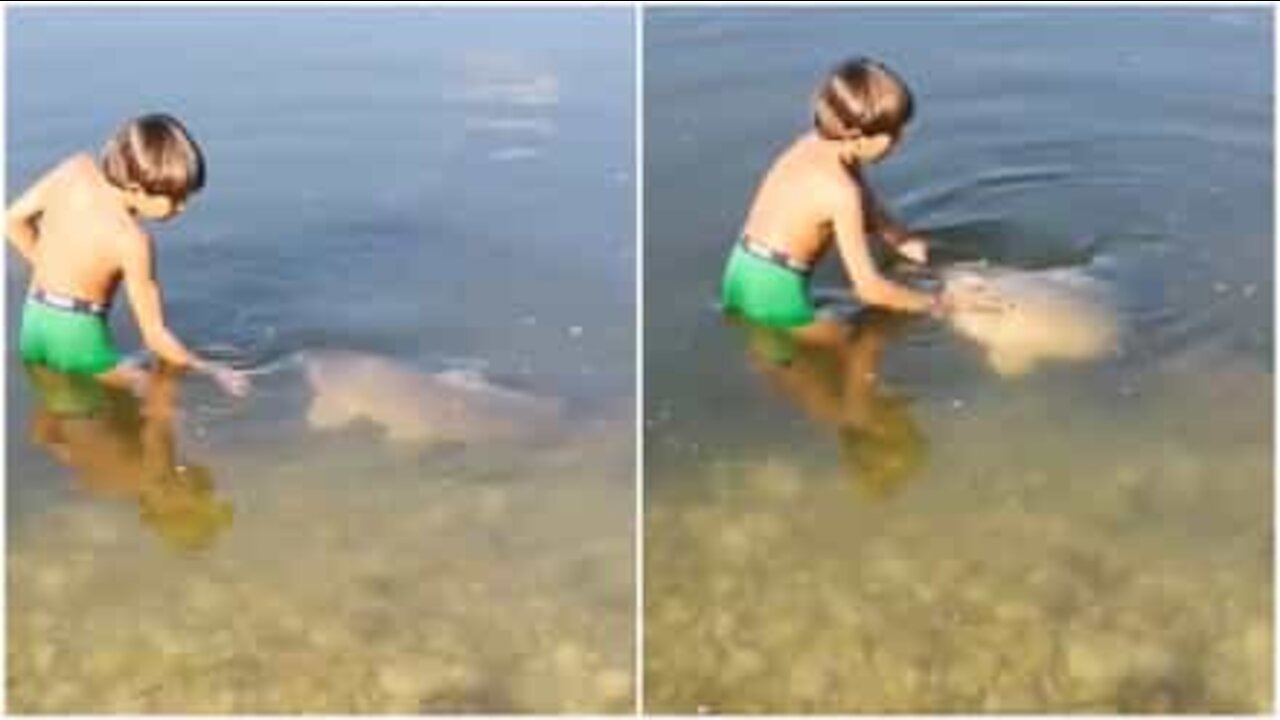 L'incredibile amicizia tra un bimbo e un pesce gigante