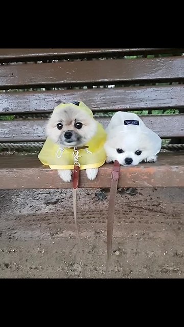Pomeranian puppies wearing raincoats will make your day!