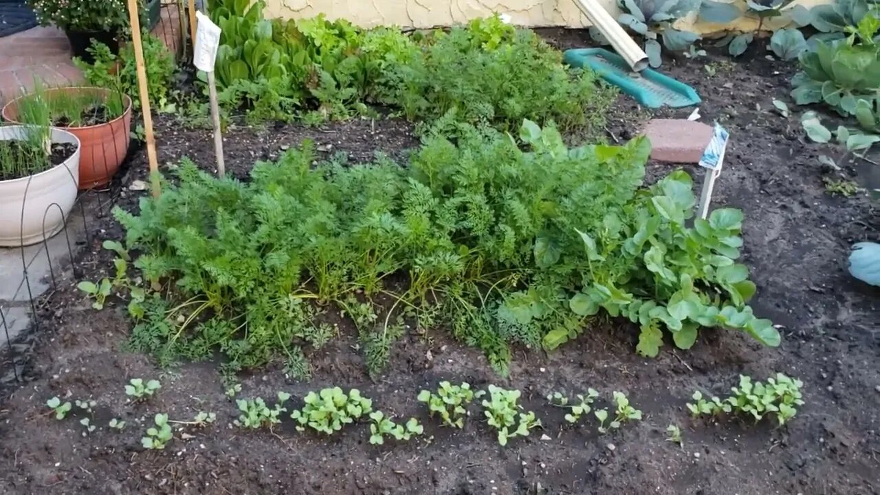 Garden Update August 11th, 2022 Pt 1