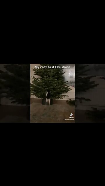 I Love Christmas trees