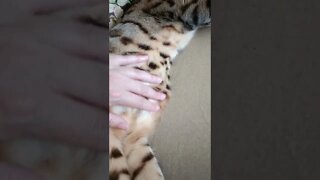 World's most chilled Bengal cat #bengalcatbellyrubs #bengalcat #cutecat
