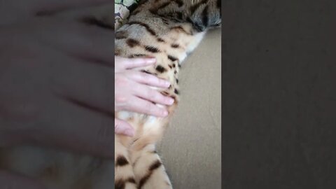 World's most chilled Bengal cat #bengalcatbellyrubs #bengalcat #cutecat