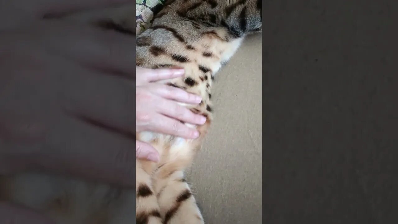 World's most chilled Bengal cat #bengalcatbellyrubs #bengalcat #cutecat
