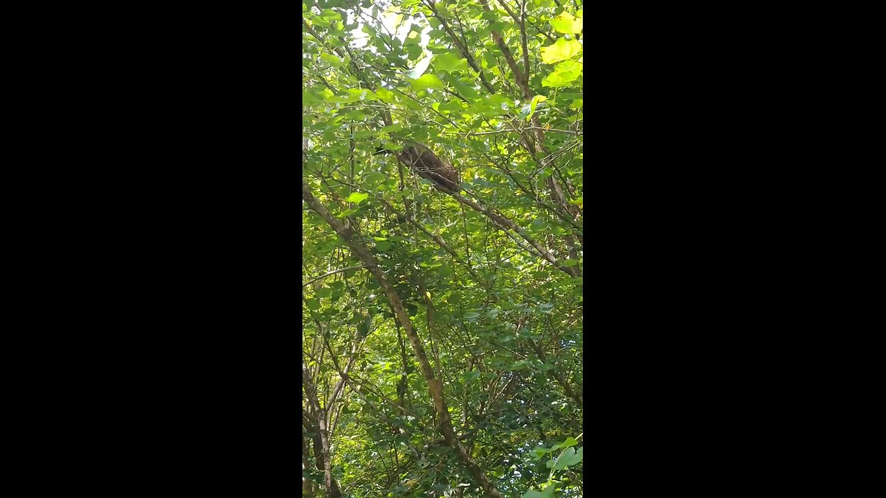 Ground Hog In the Tree. #groundhog #wildanimal