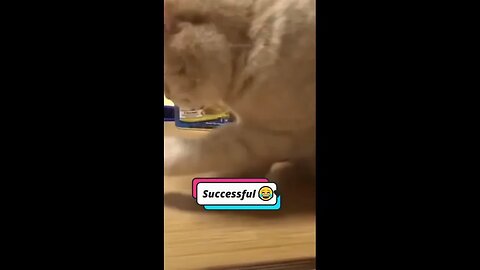 😺 Best Cat Moments 🤣 | Cute & Funny Videos 😻