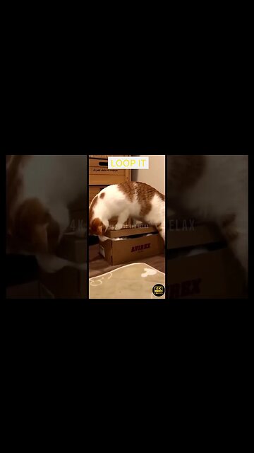 Best Funniest Animals Videos - funniest animals videos😂 - best cats😹 and dogs🐶 videos 2023!