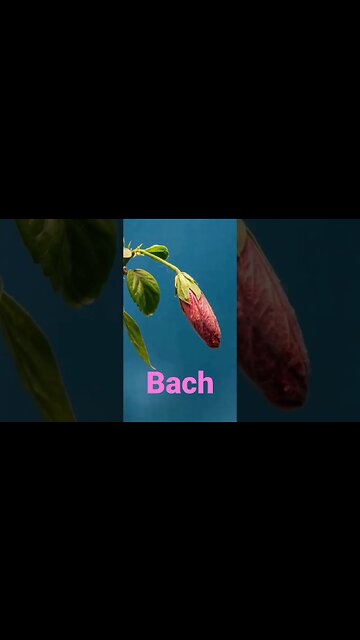 Bach - The Goldberg Variations - Subscribe For More #shorts #classicalmusic #bach