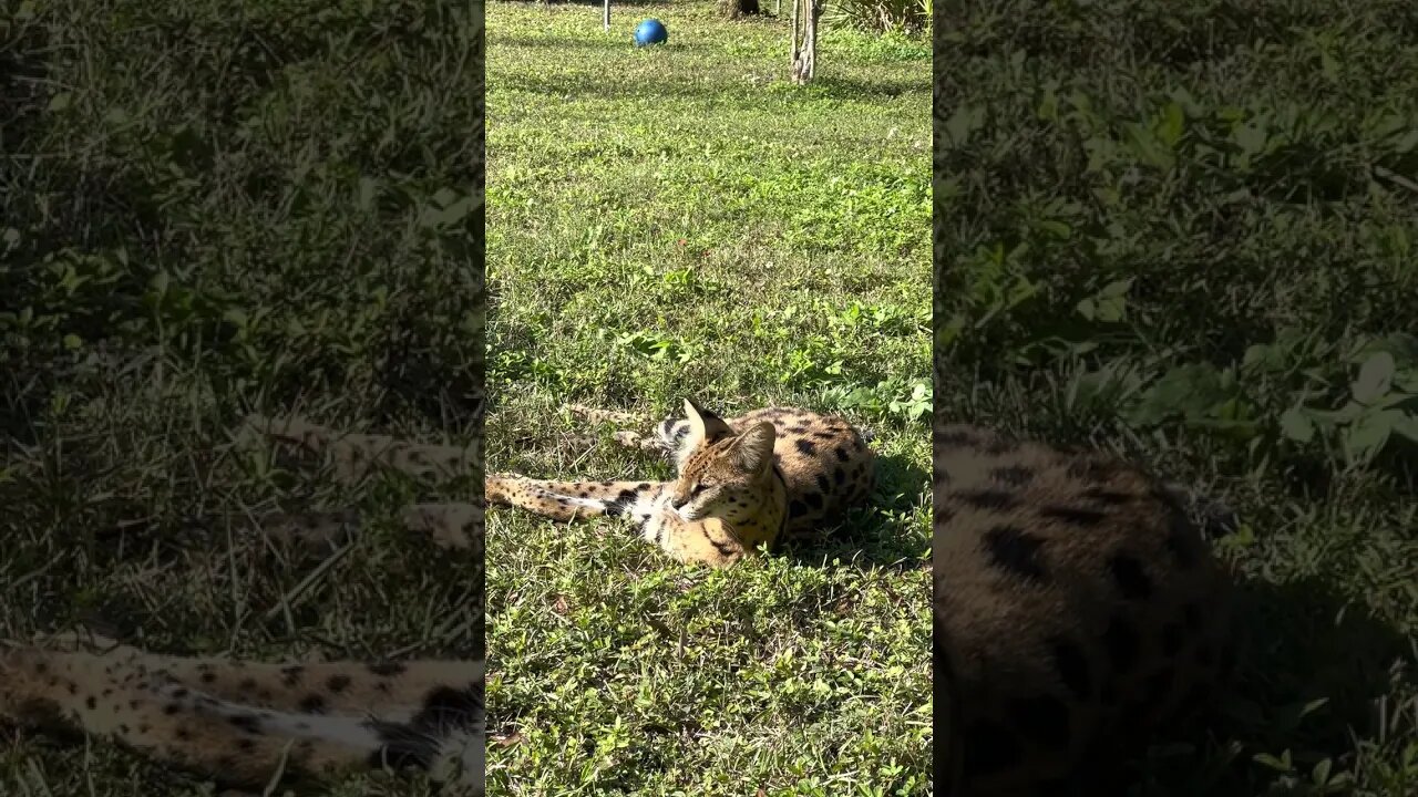 Good Morning Birthday Girl! Looks like someone has hit the snooze bar this morning! NALA SERVAL