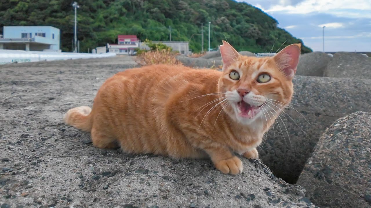 Cat on the breakwater: "Meowwwww"