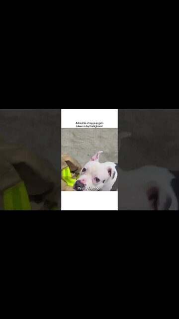 Firefighters rescue pit bull #Firefighters #doglover #PitbullLove #FiremanHeroes #FYP #FY #Viral