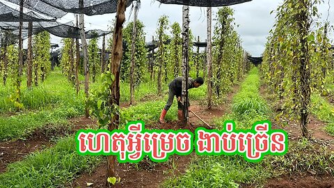 កត្តាមួយចំនួន ធ្វើអោយម្រេចងាប់ច្រើន