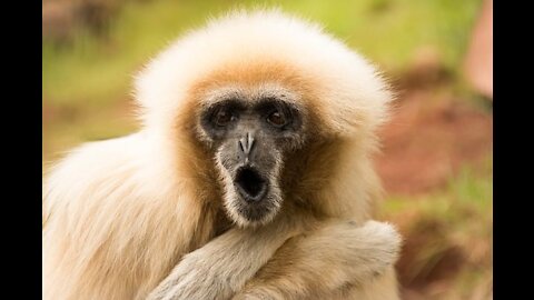 funny zoo
