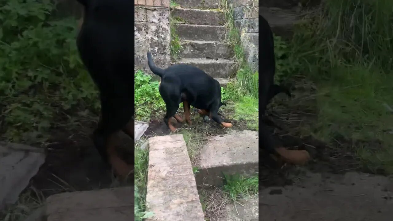 Rottweiler 😁 #shorts #short #viral #trending #subscribe