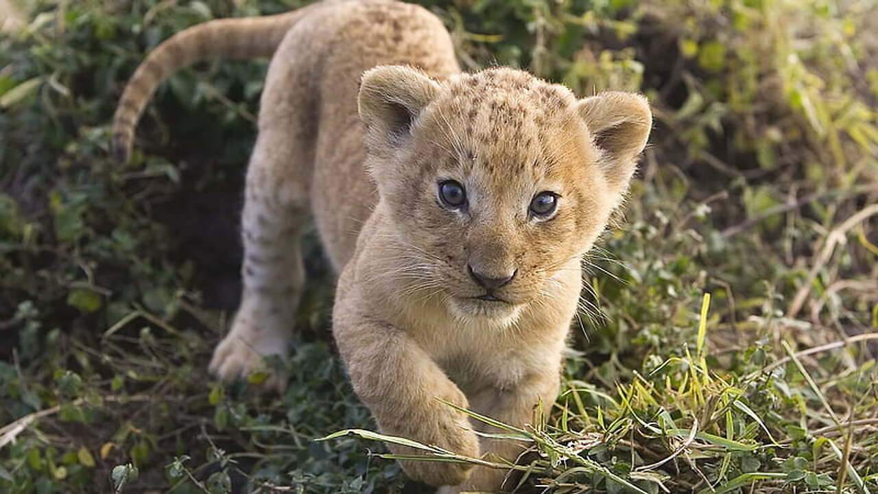 Baby Animals 4k amazing world of Young Animals Scenic relaxation film