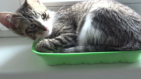 Little Cat Sleeping in a Tray