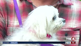 Pet of the Week: Sheila