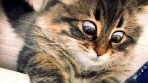 Best Funny Animal Videos 2023 - Funniest Cats And Dogs Video - Part - 35