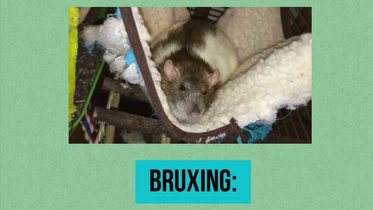 10 Weird Yet Totally Normal Behaviors (and More) from Pet Rats