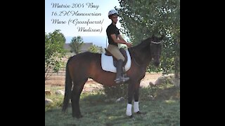 Matrix (Madison/Grossfuerst) Hanoverian Mare