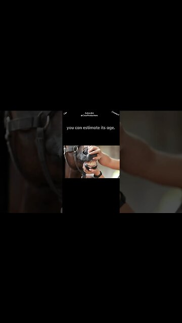 You Can Estimate a Horse's Age by Its Teeth #horse #shorts