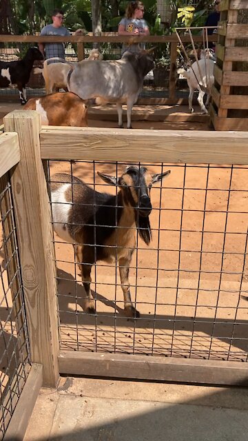 Petting zoo 2