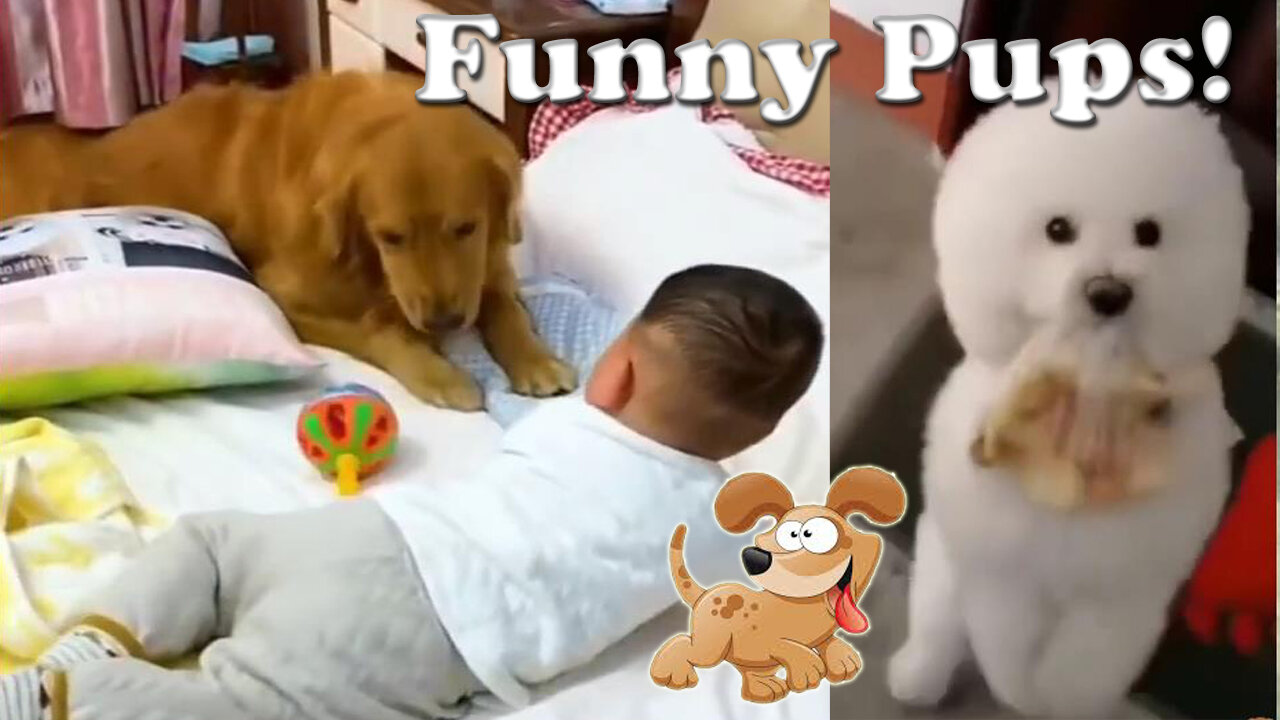 Funny puppies tiktok compilation #1