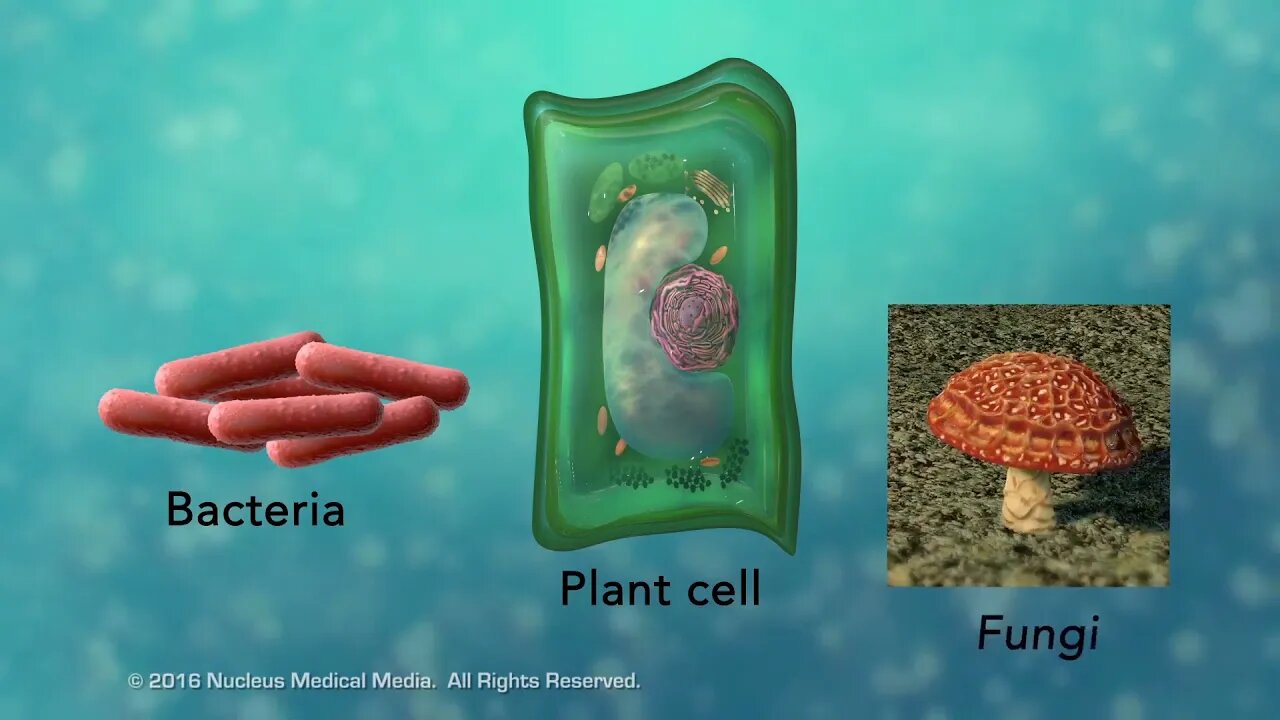 Overview of Cell Boundaries