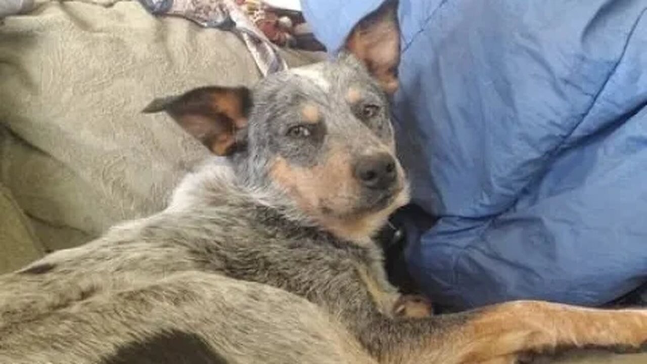 Blue Or Red Heeler