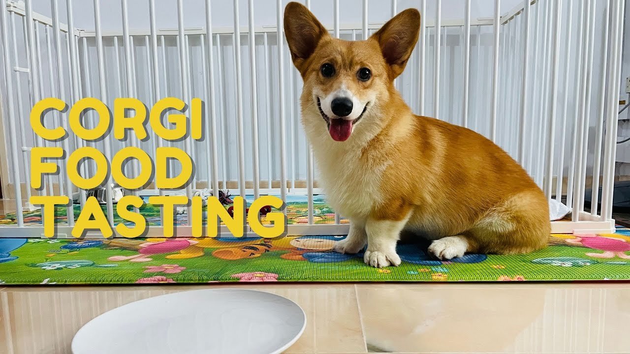 Shinji The Corgi- Corgi Food Tasting and Food Review