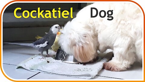 Cockatiel and Dog Eating Together