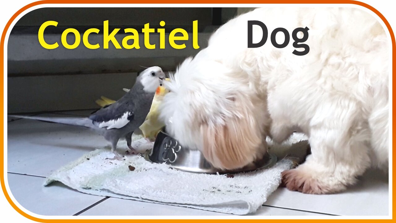 Cockatiel and Dog Eating Together