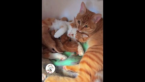 WOW, Your Babies Are So Cute 😍🐱 || cats video