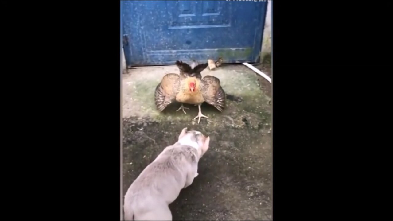 Chicken threatens dog 😎 !