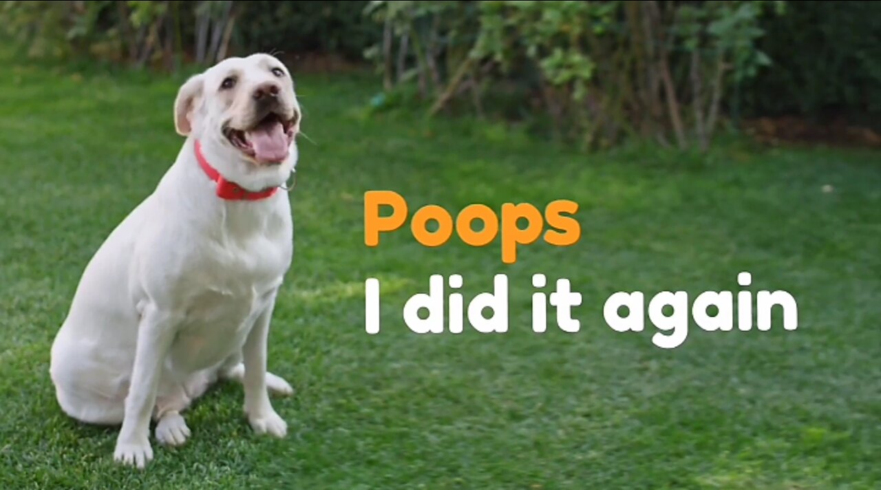 How to get Rid of DOG POOPS/FECES