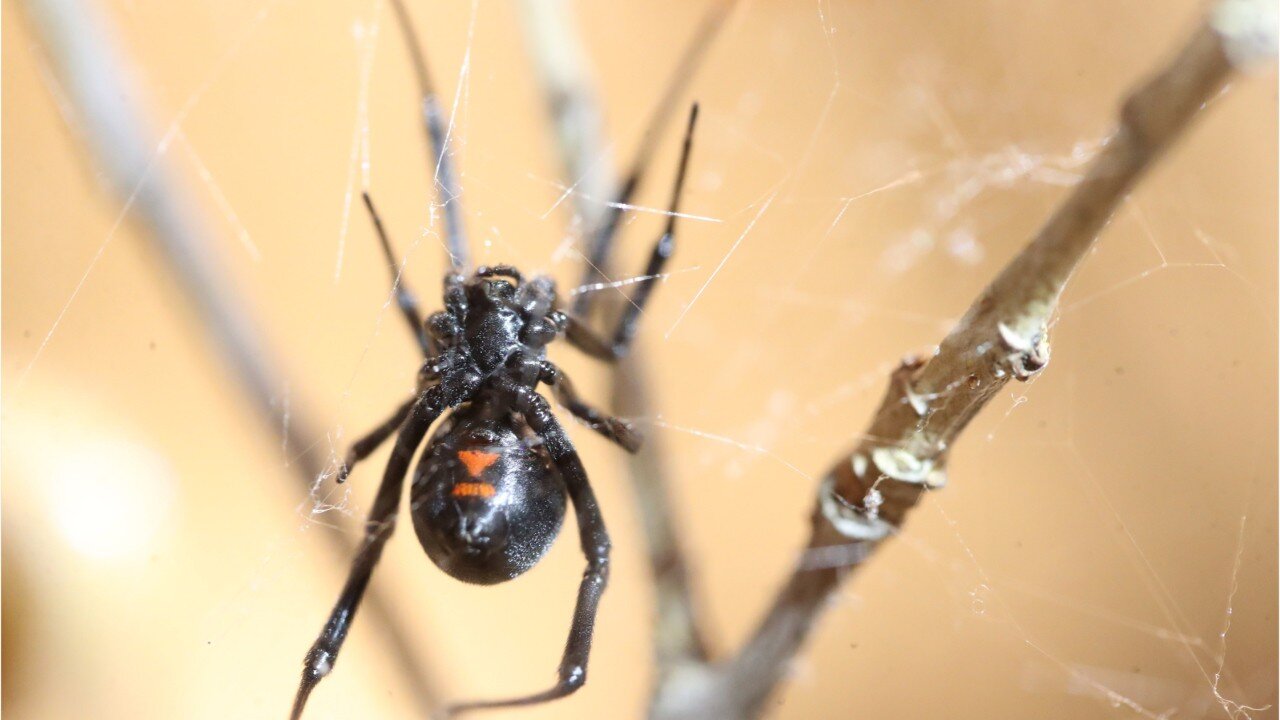 29982-Three Brothers Let Themselves Get Bitten by a Black Widow Spider While Trying To Become Spider-Man