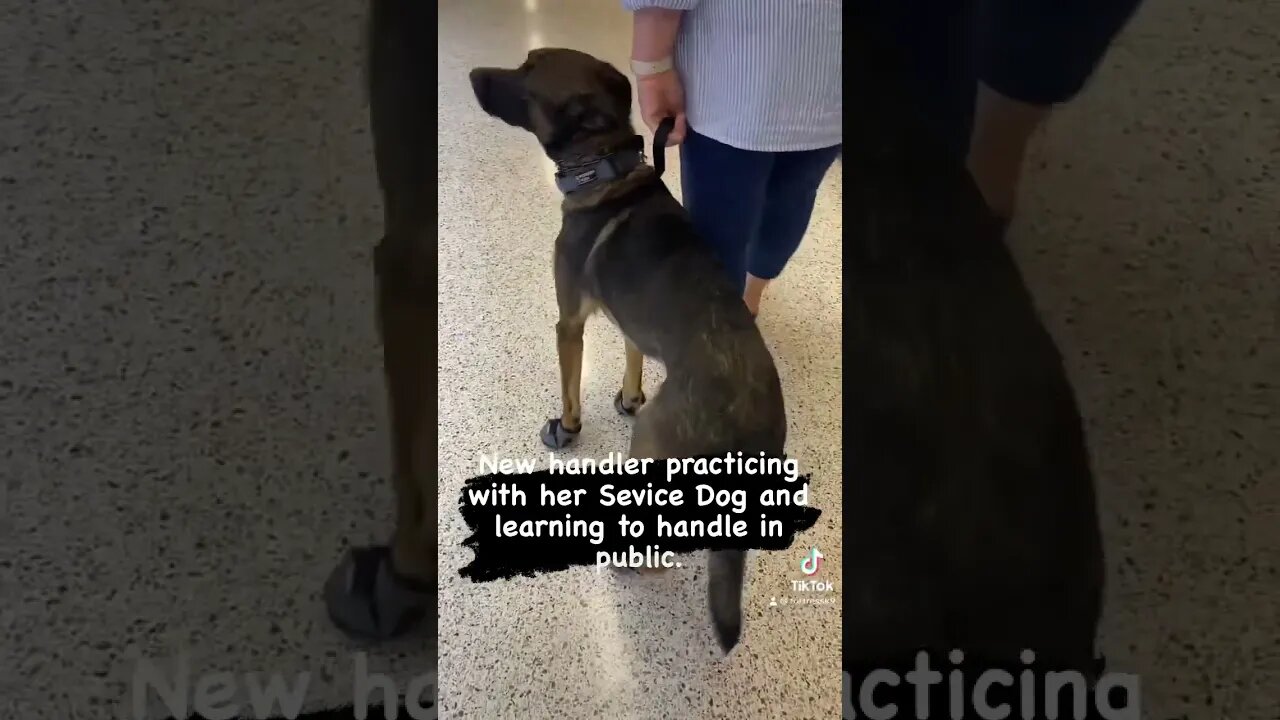 Service Dog training for new handler #malinoislovers