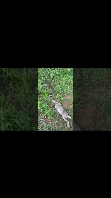 Anaconda VS Rabbit ! #Shorts #ytshorts #UbertainmentFun #Dogs #Animals #Fun #Anaconda #Rabbit