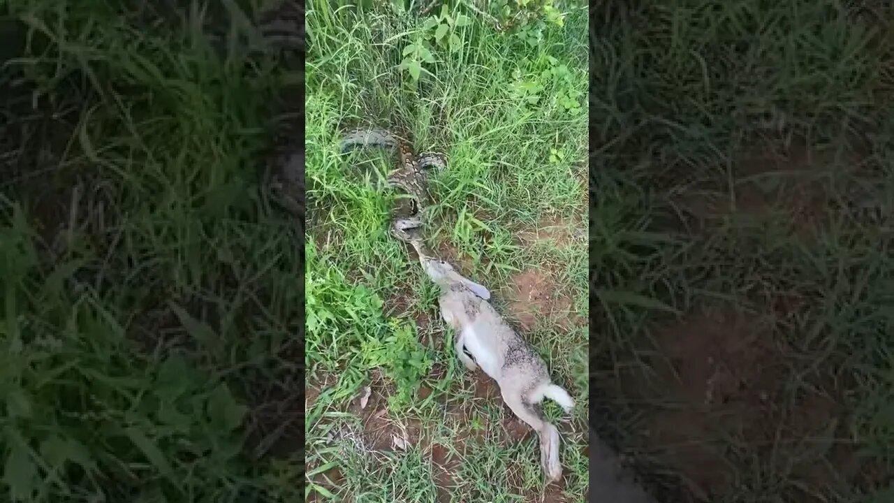 Anaconda VS Rabbit ! #Shorts #ytshorts #UbertainmentFun #Dogs #Animals #Fun #Anaconda #Rabbit