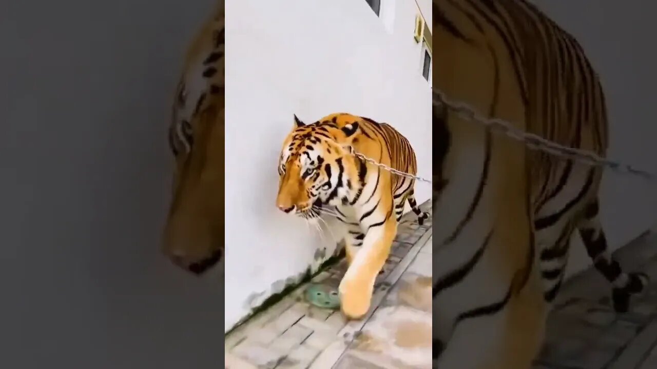 Tiger legend