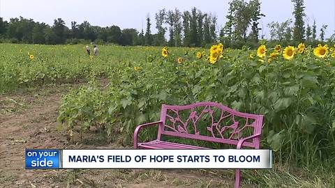 Sunflowers at Maria's Field of Hope bloom early