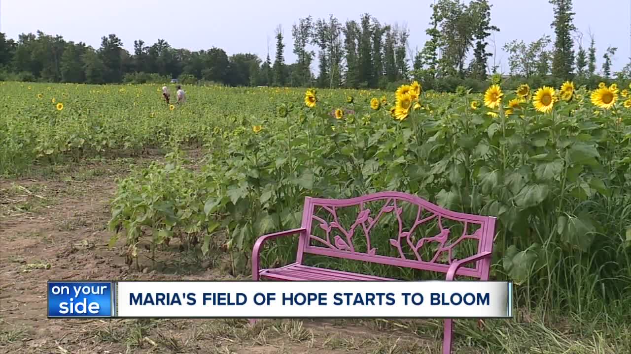 Sunflowers at Maria's Field of Hope bloom early