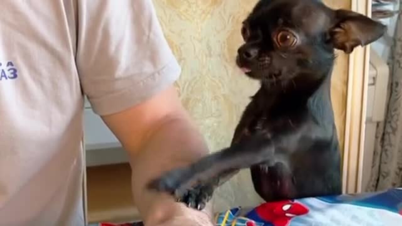 Adorable little doggy preciously begs for some scraps